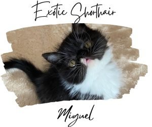 Miguel-gatto-spagnolo-la-famiglia-si-allarga