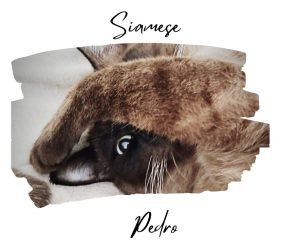 Pedro-gatto-spagnolo-la-famiglia-si-allarga