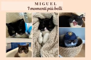 miguel-gatito-vado-a-vivere-in-spagna