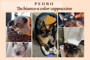 pedro-gatto-spagnolo